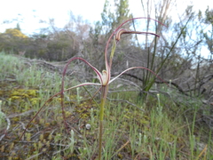 Caladenia capillata