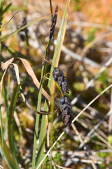 Carex pluriflora