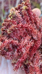 Sphagnum capillifolium