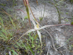 Caladenia capillata