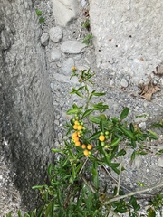 Solanum diphyllum
