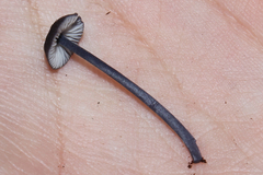 Cyanula