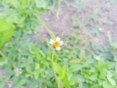 Tridax procumbens