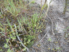 Caladenia capillata