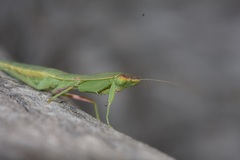 Orthodera