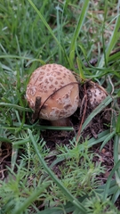 Validae