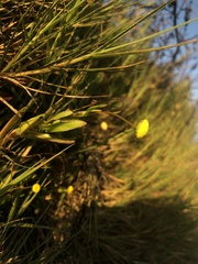 Cotula coronopifolia