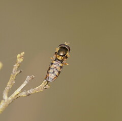 Simosyrphus grandicornis