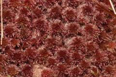 Sphagnum capillifolium