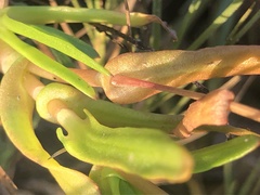 Cotula coronopifolia