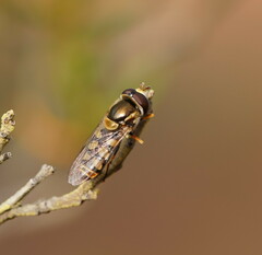 Simosyrphus grandicornis