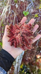 Sphagnum capillifolium