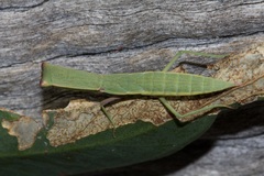 Orthodera