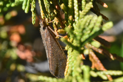 Trichoptera