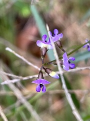 Glycine tabacina