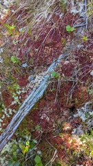 Sphagnum capillifolium