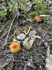 Hygrocybe conica