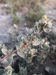 Atriplex leucophylla