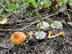 Hygrocybe conica