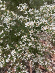 Olearia microphylla