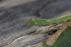 Orthodera