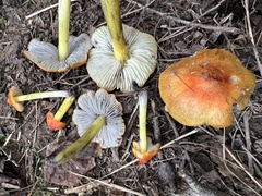Hygrocybe conica