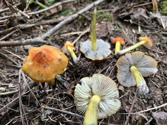 Hygrocybe conica