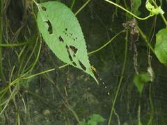 Coeliccia flavicauda