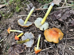 Hygrocybe conica