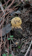 Amanita muscaria flavivolvata