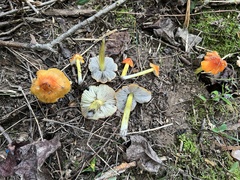 Hygrocybe conica