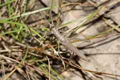 Zaprochilus australis