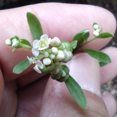 Lepidium montanum