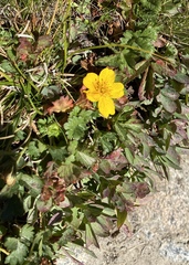Potentilla flabellifolia