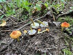 Hygrocybe conica