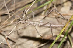 Zaprochilus australis