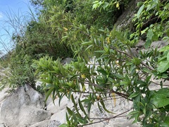 Boehmeria densiflora