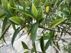 Boehmeria densiflora