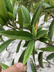 Boehmeria densiflora