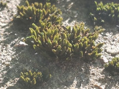 Orthotrichum anomalum