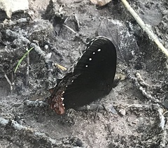 Gyrocheilus patrobas