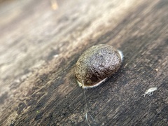 Reticularia splendens