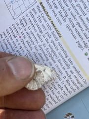 Anthocharis lanceolata