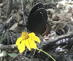 Gyrocheilus patrobas