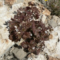 Phacelia rotundifolia