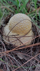 Amanita muscaria flavivolvata