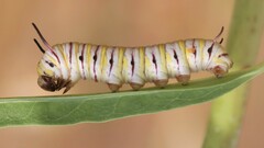 Danaus