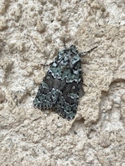 Lacinipolia implicata