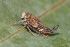 Brunotartessus fulvus