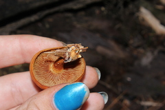 Gymnopilus liquiritiae